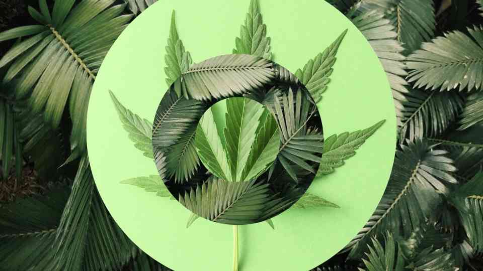 Understanding the Cannabis plant: Welcome to the Cannabaceae Family