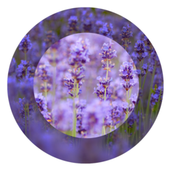 lavender essential