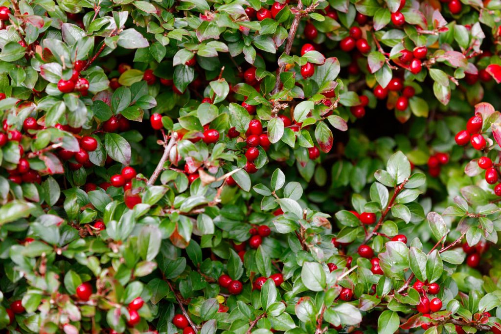 Wintergreen checkerberry teaberry berries 1024x683 1